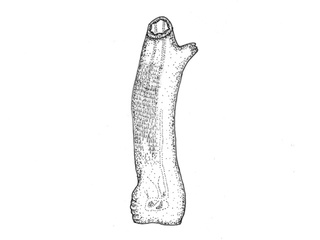 Ciona Ciona