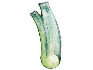 Grønnsekkdyr (Ciona intestinalis) Grønnsekkdyr (Ciona intestinalis)