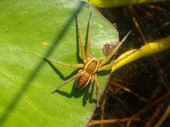 Myredderkopp (Dolomedes fimbriatus)