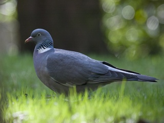 Ringdue (Columba palumbus) Ringdue (Columba palumbus)