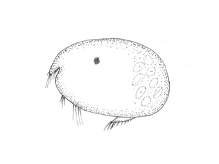 Muslingkreps (Ostracoda)