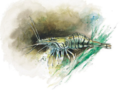 Strandreker (Palaemonidae)