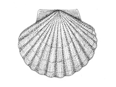 Kamskjell (Pecten maximus)