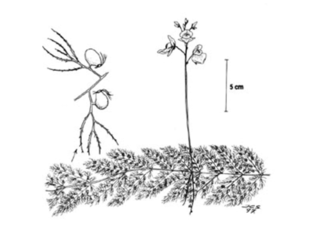 Blærerotslekta (Utricularia)