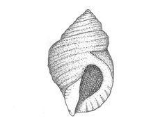 Nucella