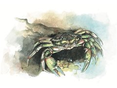 Strandkrabbe (Carcinus maenas)