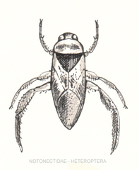 Ryggsvømmere (Notonectidae) Ryggsvømmere (Notonectidae)