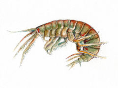 Tanglopper (Amphipoda)