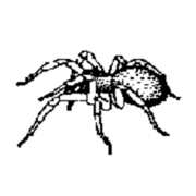 Edderkoppdyr (Arachnida)