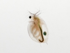 Daphnia pulex