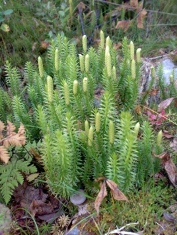 Stri kråkefot (Lycopodium annotinum)