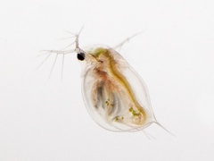 Daphnia longispina