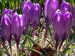 Krokusslekta (Crocus)