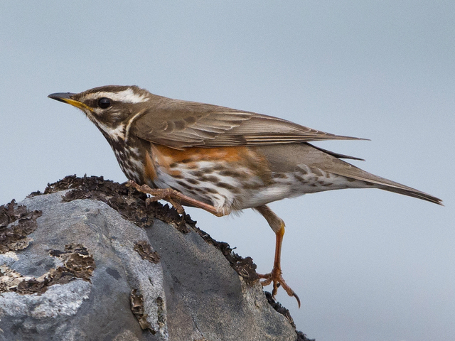 Rødvingetrost (Turdus iliacus)