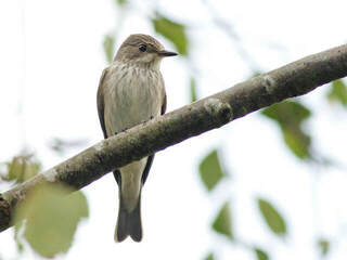 Gråfluesnapper (Muscicapa striata)