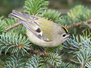 Fuglekonge (Regulus regulus) Fuglekonge (Regulus regulus)