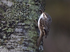 Trekryper (Certhia familiaris)