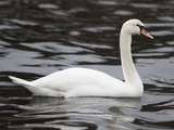 Knoppsvane (Cygnus olor)