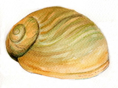 Buttstrandsnegl (Littorina obtusata)