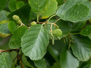 Svartor (Alnus glutinosa) Svartor (Alnus glutinosa)