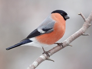 Dompap (Pyrrhula pyrrhula) Dompap (Pyrrhula pyrrhula)