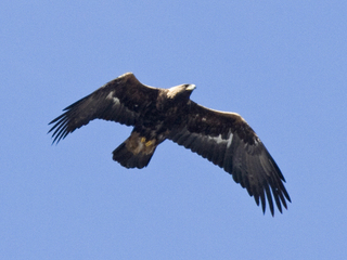 Kongeørn (Aquila chrysaetos) Kongeørn (Aquila chrysaetos)