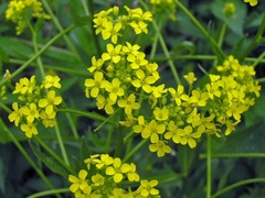 Russekål (Bunias orientalis)