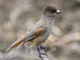 Lavskrike (Perisoreus infaustus) Lavskrike (Perisoreus infaustus)