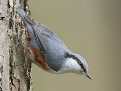 Spettmeis (Sitta europaea)