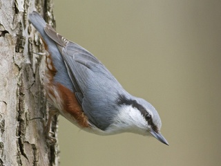 Spettmeis (Sitta europaea) Spettmeis (Sitta europaea)