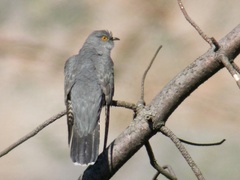 Gjøk (Cuculus canorus)