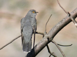 Gjøk (Cuculus canorus) Gjøk (Cuculus canorus)