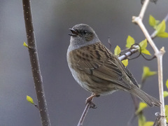 Jernspurv (Prunella modularis)