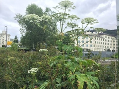 Kjempebjørnekjeks (Heracleum mantegazzianum)