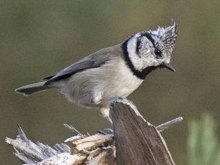 Toppmeis (Lophophanes cristatus) Toppmeis (Lophophanes cristatus)