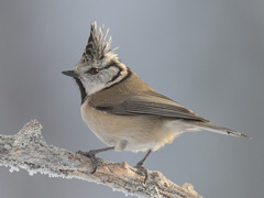 Toppmeis (Lophophanes cristatus)