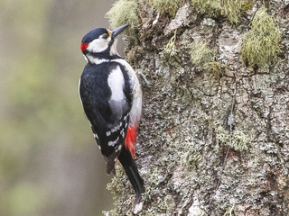 Flaggspett (Dendrocopos major) Flaggspett (Dendrocopos major)