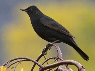 Svarttrost (Turdus merula) Svarttrost (Turdus merula)