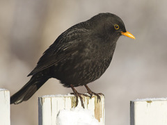 Svarttrost (Turdus merula)