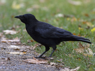Svartkråke (Corvus corone) Svartkråke (Corvus corone)