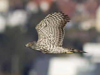 Hønsehauk (Accipiter gentilis)