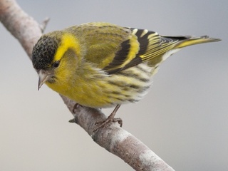Grønnsisik (Carduelis spinus) Grønnsisik (Carduelis spinus)