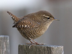 Gjerdesmett (Troglodytes troglodytes)