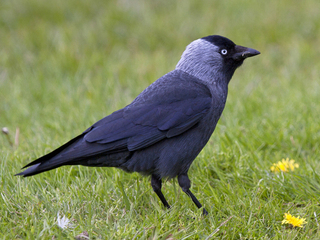 Kaie (Corvus monedula) Kaie (Corvus monedula)