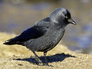 Kaie (Corvus monedula)