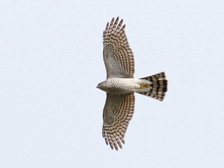 Spurvehauk (Accipiter nisus)