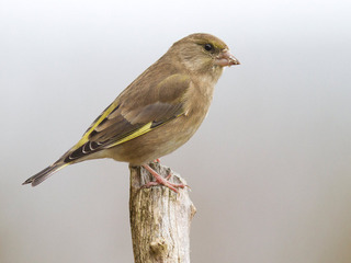 Grønnfink (Carduelis chloris) Grønnfink (Carduelis chloris)