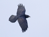 Ravn (Corvus corax)