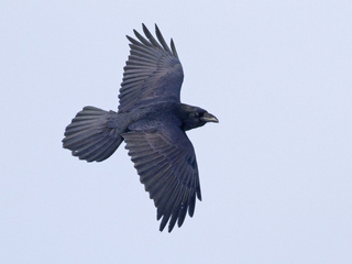 Ravn (Corvus corax) Ravn (Corvus corax)