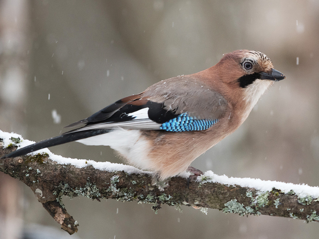 Nøtteskrike (Garrulus glandarius)